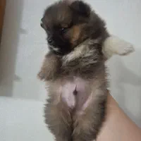 پامر عروسکی