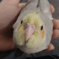 عروس هلندی دوماهه