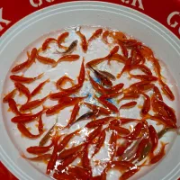 ماهی قرمز/طعمه/شکاف/گلدفیش/ماهی شب عید