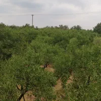 باغ بینظیر|فروش دفتر صنعتی، کشاورزی، تجاری|شیدا, |دیوار