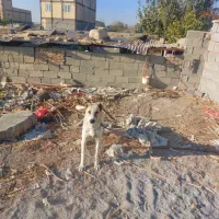 تاتوله های ۷ماهه نگهبان دهن پاک|سگ|وحیدیه, |دیوار