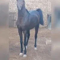 اسب|اسب و تجهیزات اسب‌سواری|نجف‌آباد, شهدا|دیوار