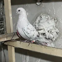 کبوتر اس|پرنده|تهران, شادآباد|دیوار