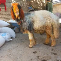 قوچ میش بز|حیوانات مزرعه|اردل, |دیوار