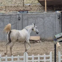 مادیون دره شور سرودم گیر...
