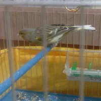 قناری ماده سبز و عروس هلندی سخنگو|پرنده|نهاوند, |دیوار