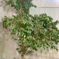 گل بنجامین|گل و گیاه طبیعی|کبودرآهنگ, |دیوار