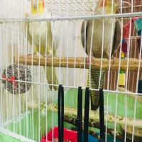 جفت عروس هلندی