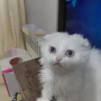 اسکاتیش سفید