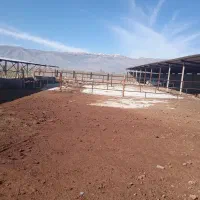 فروش-گاوداری-صنعتی