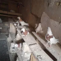 ساده طوقی|پرنده|قلندر آباد, |دیوار