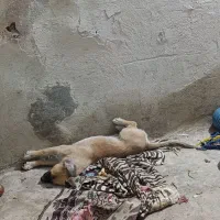 گمشده|حیوانات|کرج, حصارک پایین|دیوار