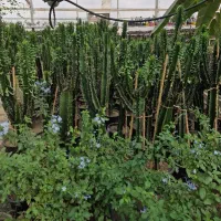 گل و گیاه طبیعی|گل و گیاه طبیعی|پاکدشت, پاکدشت (مامازند)|دیوار