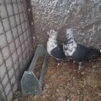 پرنده