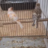 جفت قناری طوطی کوتوله فنچ سهره عروس هلندی|پرنده|خمینی‌شهر, |دیوار