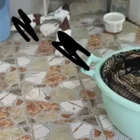 جفت کبوتر زرگان شیبان