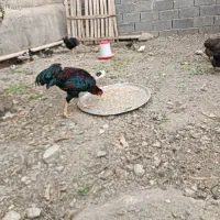 خروس لاری و مرغ کرچ لاری