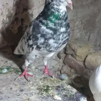 پرنده هفرنگ گمشده