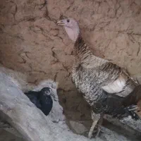 مرغ تزینی پاپر