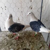 کبوتر|پرنده|کاشمر, |دیوار