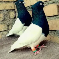 سرواکسی