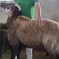 توزیع گوشتدار دام گوسفندبره عقیقه قربانی خون ریختن