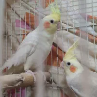 عروس هلندی|پرنده|مشهد, ولیعصر (شهرک غرب)|دیوار