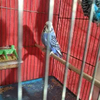 مرغ عشق  مولد گرید a