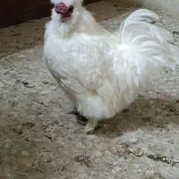 مرغ و خروس ابریشمی کوشین لهستانی لری فروش و معاوضه