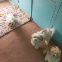 سگ پاکوتاه شناسنامه دار واکسن زده سالم