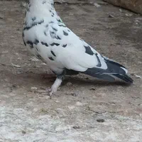 نروماده نوک ریز