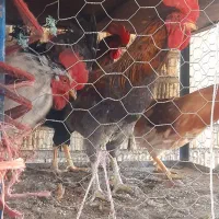 ۱۰عدد خروس محلی جوون و درشت