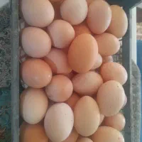 تخم مرغ محلی