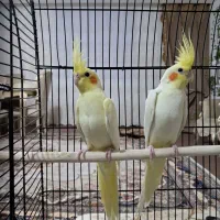 عروس هلندی لوتینو زعفرانی