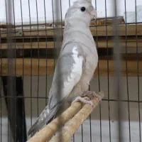 طوطی عروس هلندی
