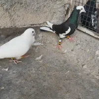 پرشی گرفتن ی|پرنده|نیشابور, مدرس|دیوار