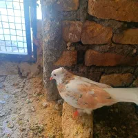 کبوتر