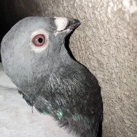 کفتر پلاکی مسافتی و ی ماده پرشی