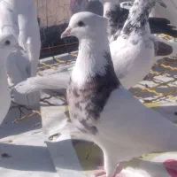 کبوتر گرفته