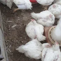 مرغ گوشتی ارگانیک|حیوانات مزرعه|زرگرشهر, |دیوار