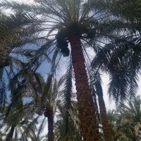 خوشه بر هستم