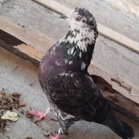 تعدادی کفتر تهرانی نامه بر