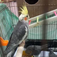 فروش عروس هلندی