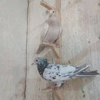 کفتر کبوتر سینه زرد سرور پلاکی