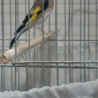 گلبسر و سهره|پرنده|تهران, جنتآباد مرکزی|دیوار