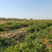 با کمترین هزینه بهترین باغ بخر|فروش دفتر صنعتی، کشاورزی، تجاری|تاکستان, |دیوار