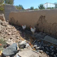 خروس سفید درشت جوان|حیوانات مزرعه|محمدشهر, ولدآباد|دیوار