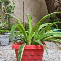 گل و گیاه طبیعی|گل و گیاه طبیعی|رشت, حمیدیان|دیوار