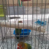 فروش طوطی کوتوله|پرنده|برخوار, |دیوار