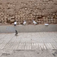 کبوتر|پرنده|قهدریجان, |دیوار